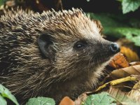 Je schutting is een onneembare muur voor de egel