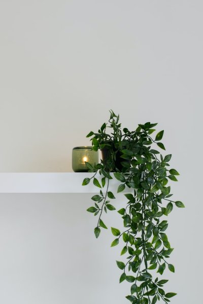 Hangplanten, een vrolijke trend